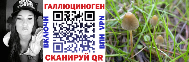 это клад  Буйнакск  Галлюциногенные грибы MAGIC MUSHROOMS 